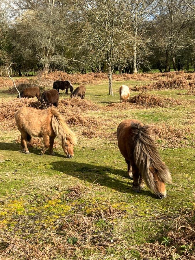 New Forest Hideaway- Self Catering Accommodation Newbridge  المظهر الخارجي الصورة